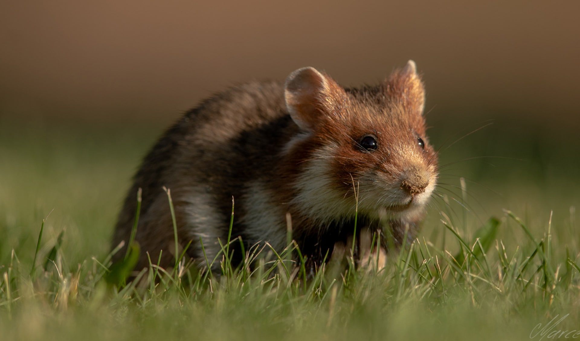 Cricetus European Hamster Facts Distribution Population BioDB cricetus-european-hamster-facts-distribution-population-biodb